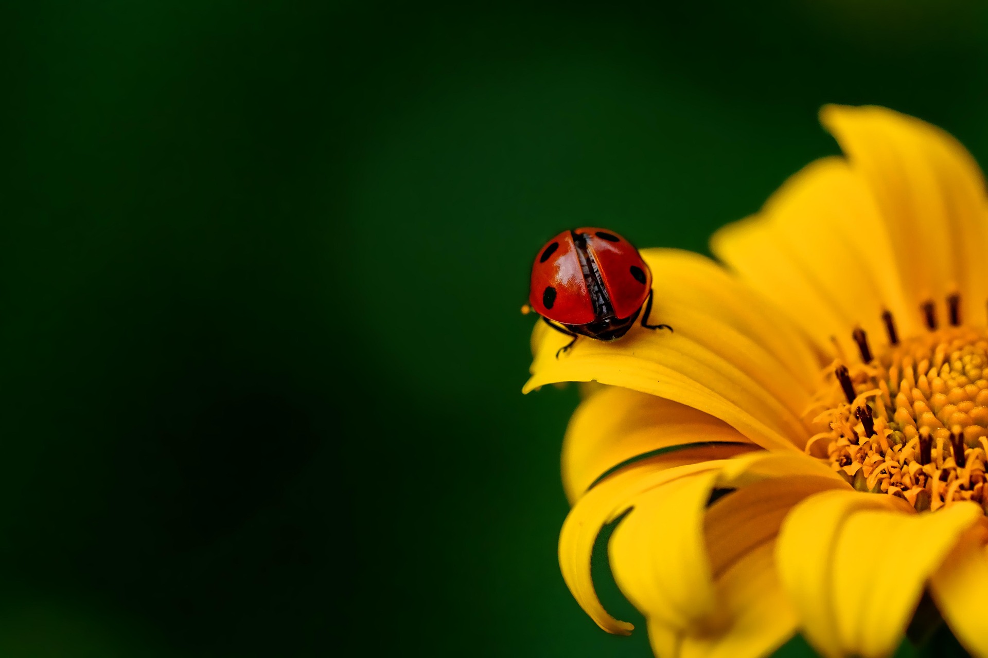 Nature Award